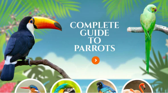 Birds Responsive Website Template